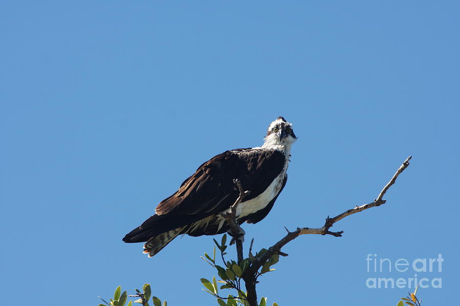 Osprey In A Tree Photograph by Christiane Schulze Art And Photography