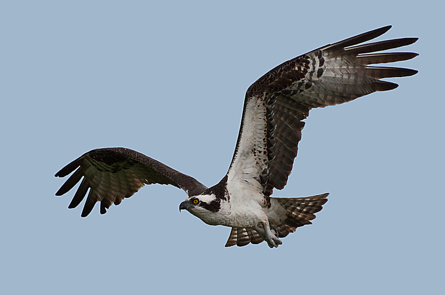 osprey flight