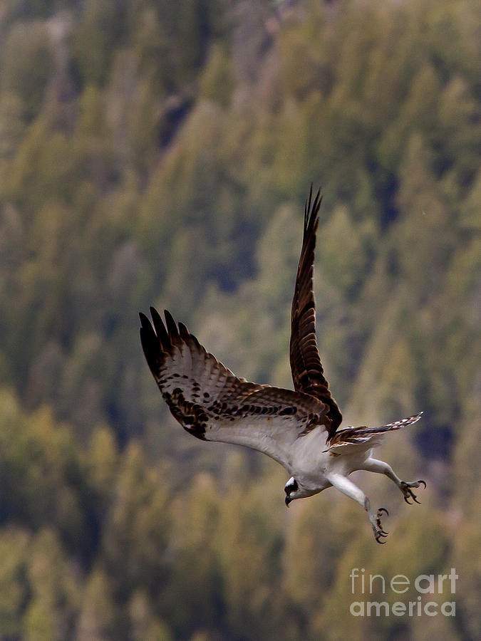 Osprey In Flight  #2687 Photograph by J L Woody Wooden