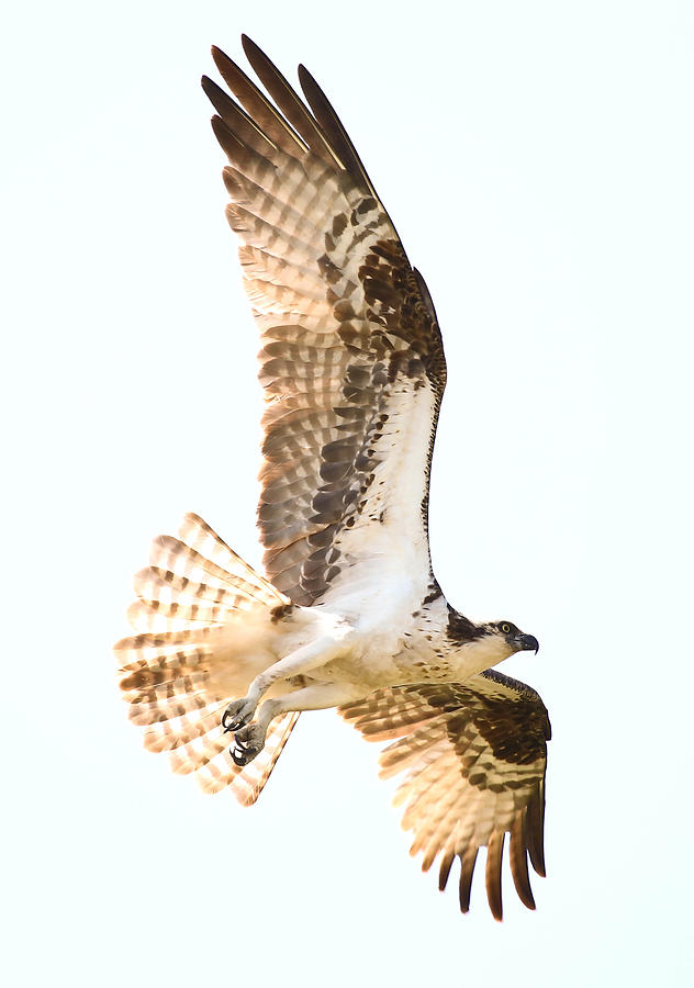 osprey flight