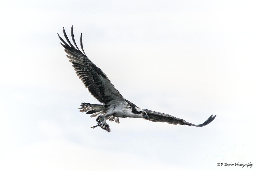 Osprey in flight Photograph by Barbara Bowen