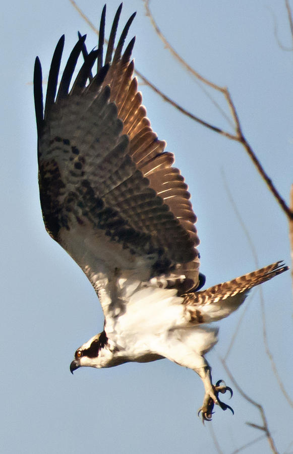 Osprey in flight Photograph by Bill Perry - Fine Art America