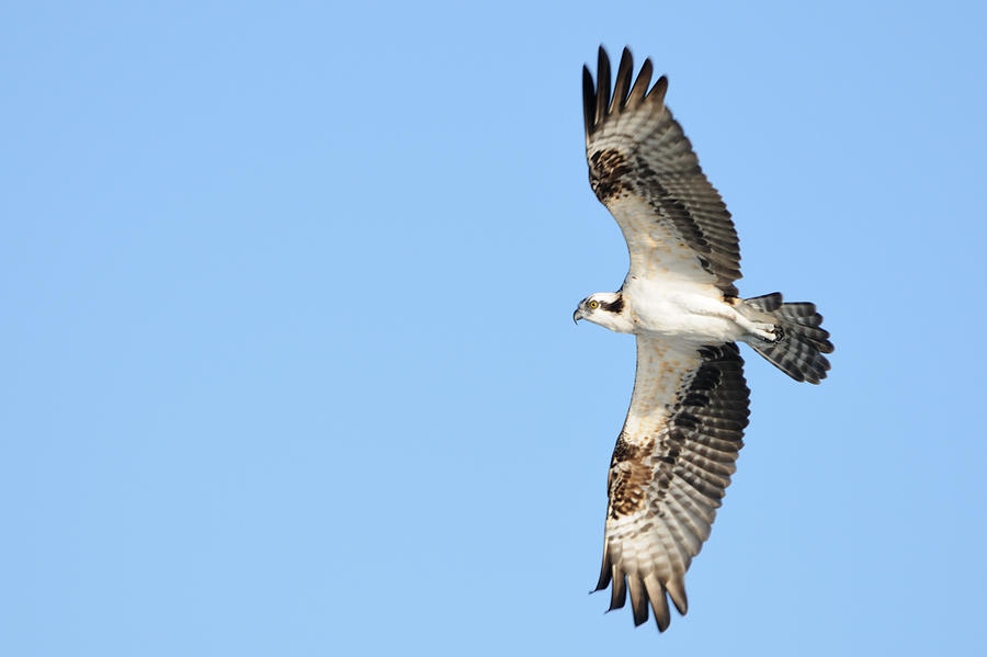 Osprey in flight Photograph by Bradford Martin