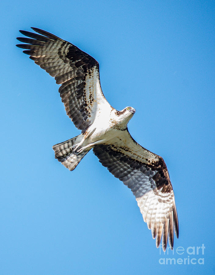 Osprey in Flight Photograph by Cheryl Baxter