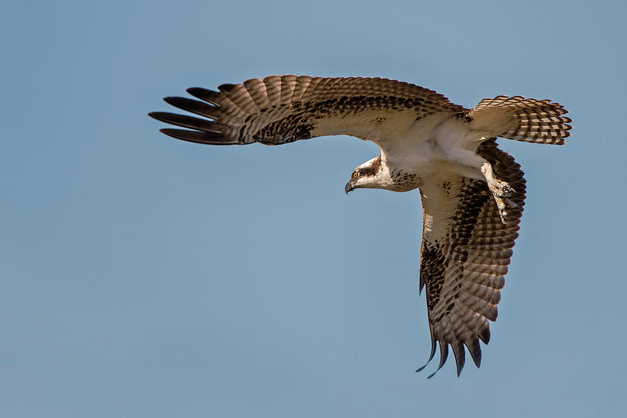 Osprey In Flight Photograph by D Williams Photography