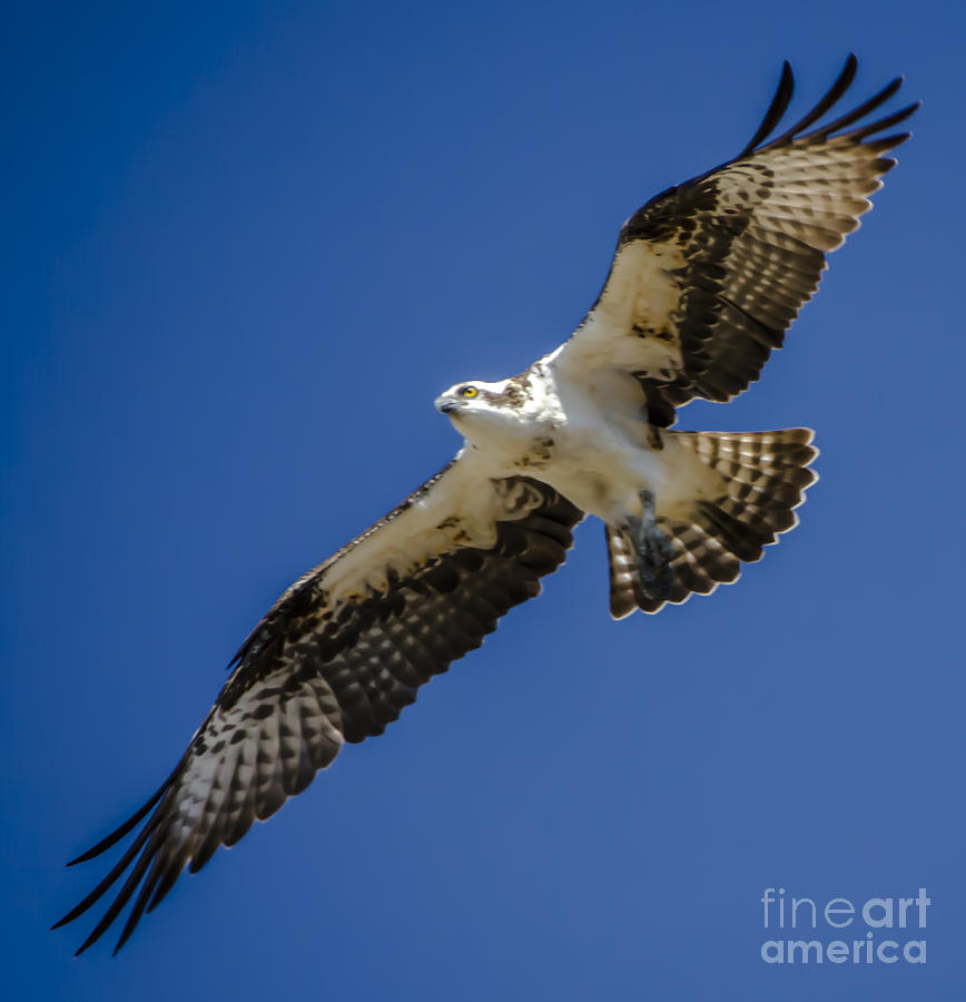 Osprey in Flight Photograph by Dale Powell
