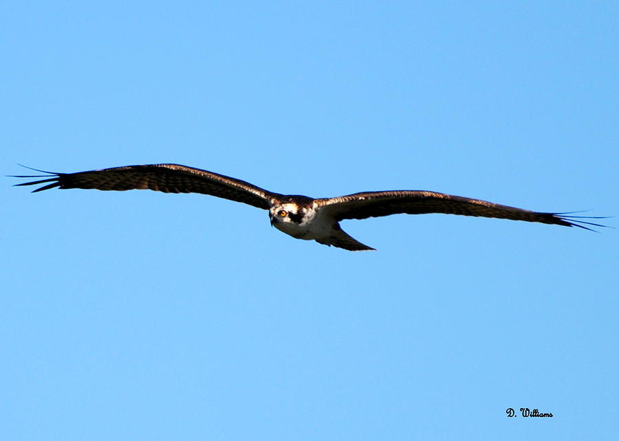 Osprey in Flight Photograph by Dan Williams