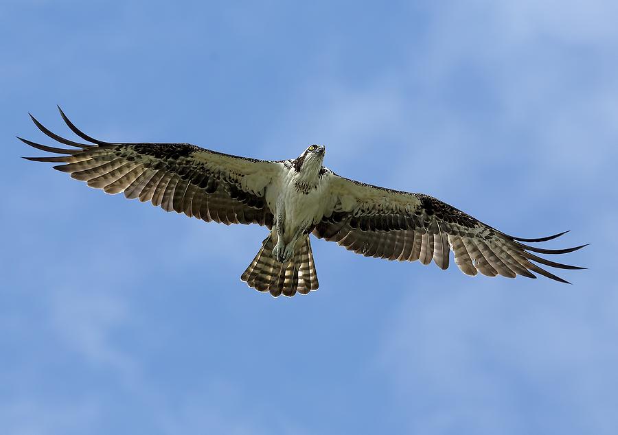 osprey flight