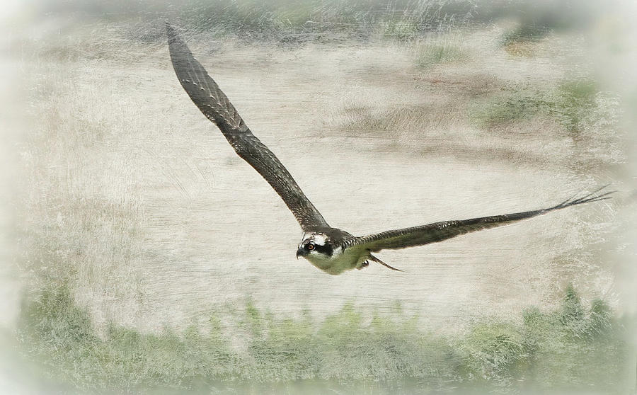 Osprey in Flight Digital Art by Heidi Farmer