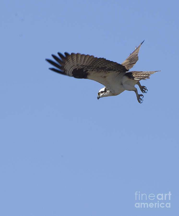 Osprey In Flight Photograph by J L Woody Wooden