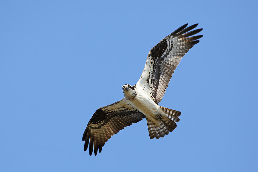 Osprey in flight Photograph by Jack Nevitt
