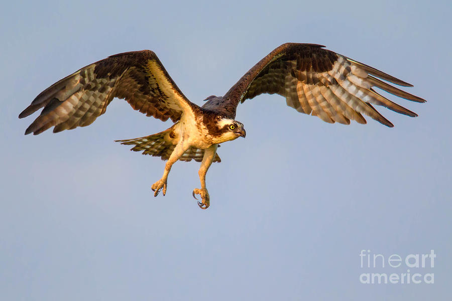Osprey in Flight Photograph by Jerry Fornarotto