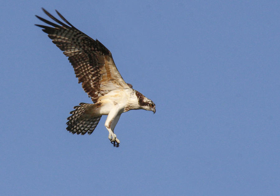 Osprey Photograph - Osprey in flight by Jill Bell Osprey Photograph - Osprey in flight by Jill Bell