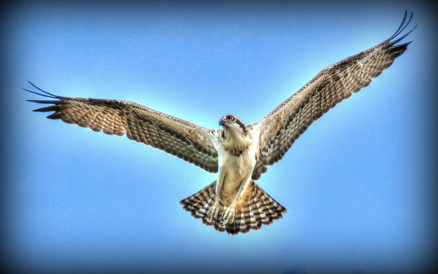 Osprey in Flight Photograph by John G Schickler