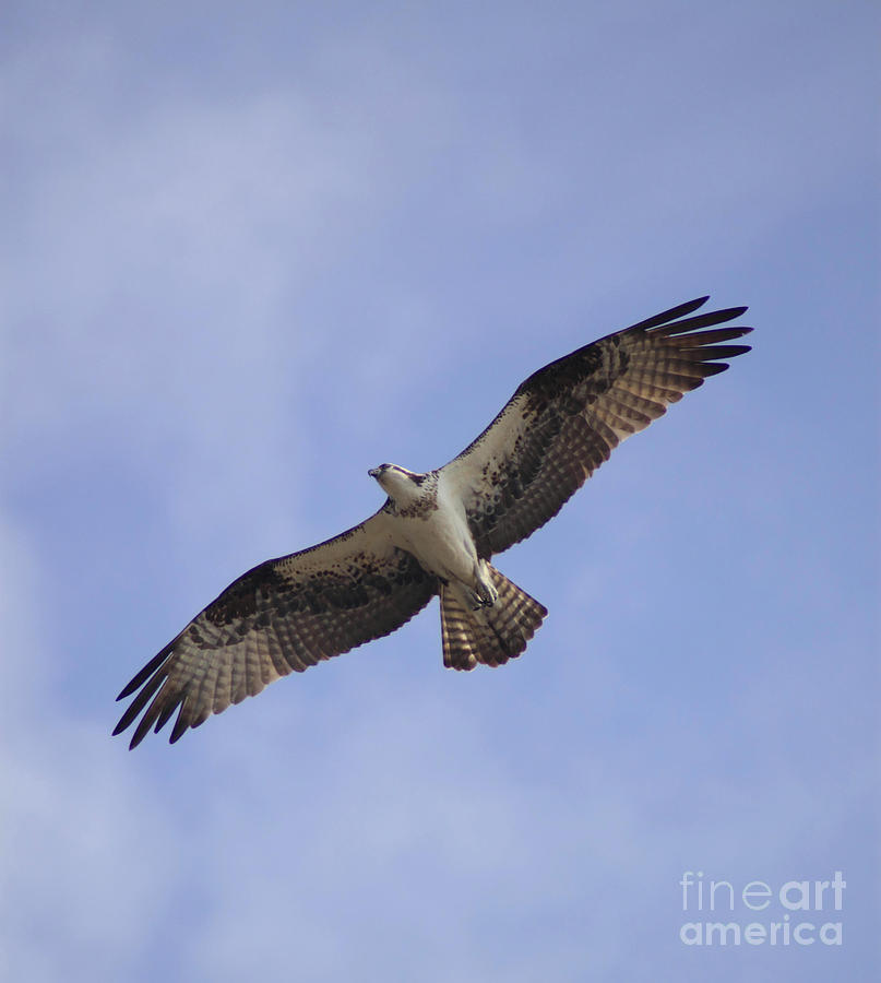 osprey falcon