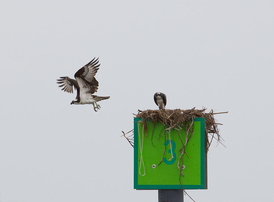 Osprey in Flight Photograph by Leah Palmer