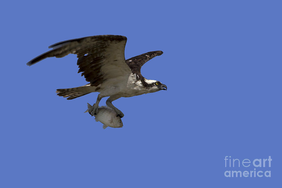 Osprey Photograph - Osprey in Flight by Meg Rousher