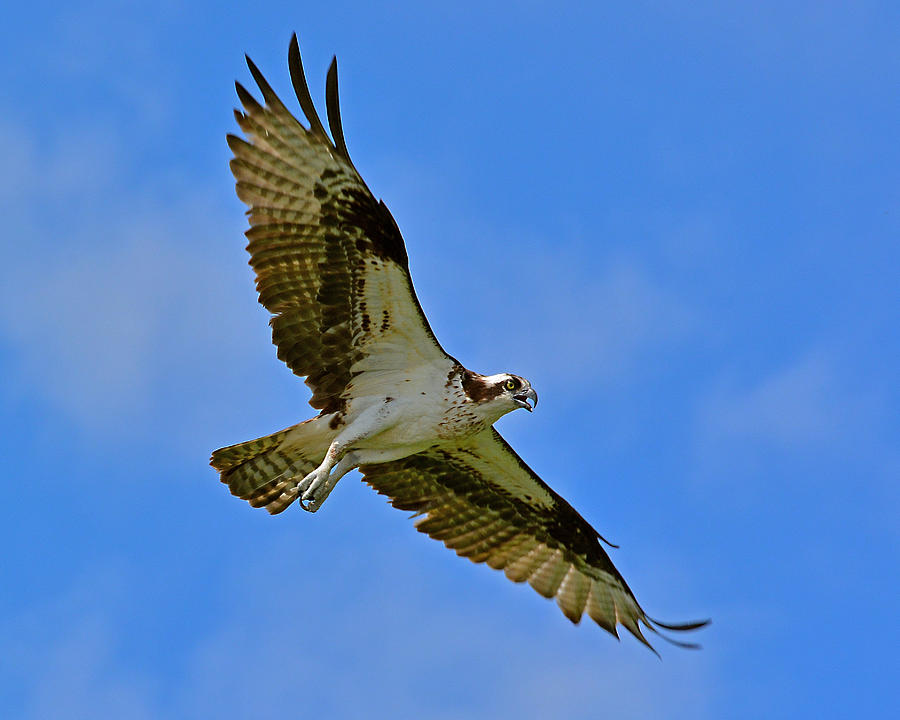 Osprey in Flight Photograph by Paul Weiss - Pixels