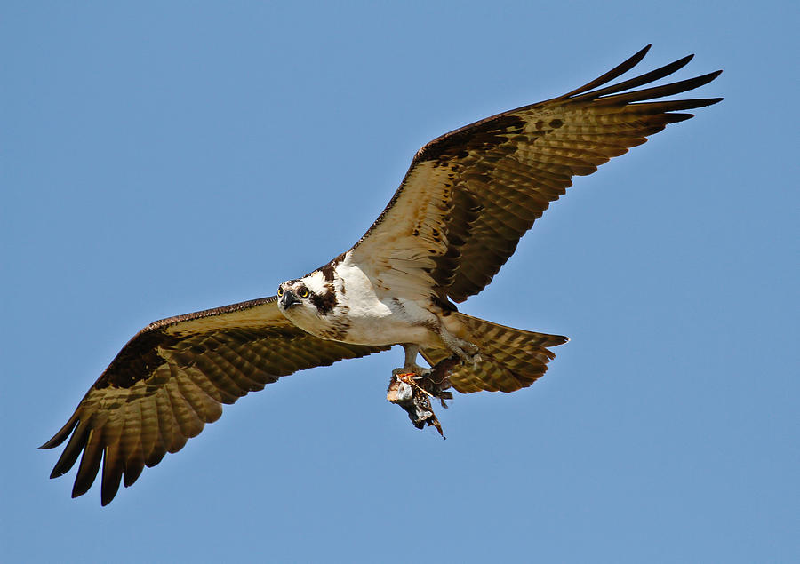 Osprey in Flight Photograph by Steve McKinzie