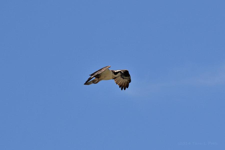 Osprey in Flight Photograph by Tara Potts