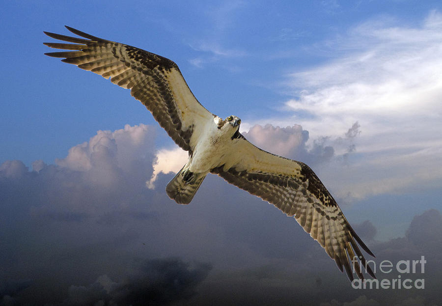 osprey flight