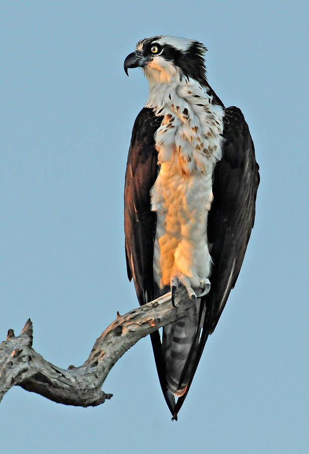 osprey light