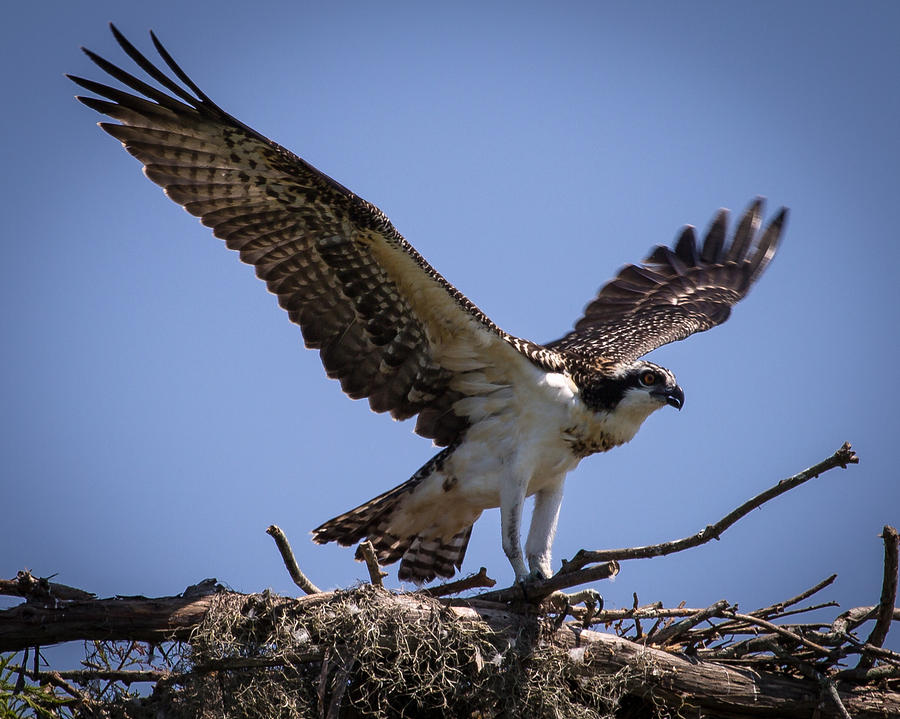 Osprey in Nest Ready to Fly Photograph by Gregory Daley  MPSA