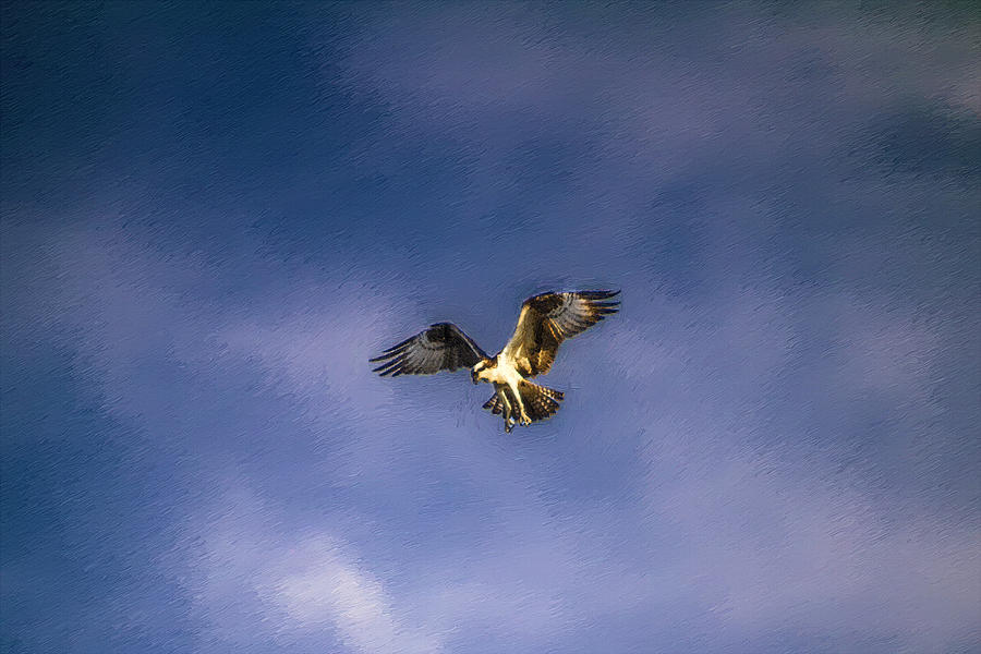 Osprey in Flight Painting by John Haldane