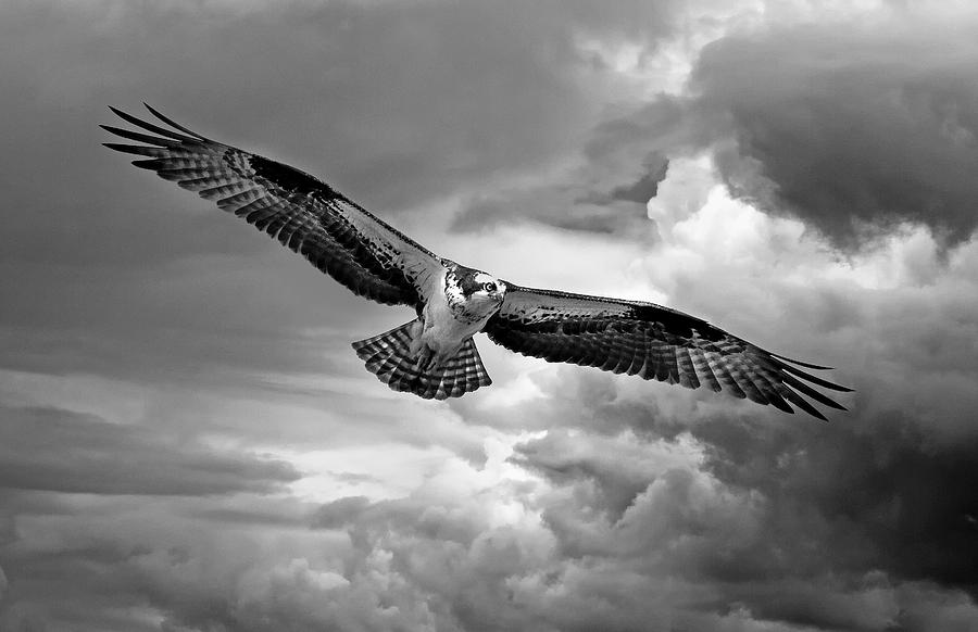 Osprey Photograph - Osprey in Storm by Rachel Bilodeau Osprey Photograph - Osprey in Storm by Rachel Bilodeau