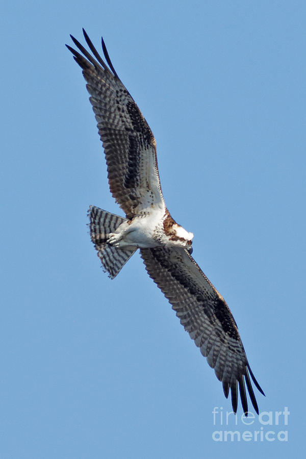 Osprey in Tampa Photograph by Natural Focal Point Photography