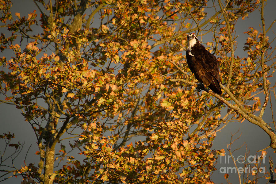Osprey In The Fall Photograph by Heidi Farmer