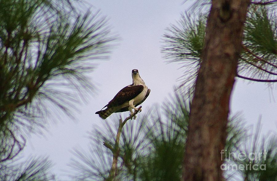 Osprey In The Pines Photograph