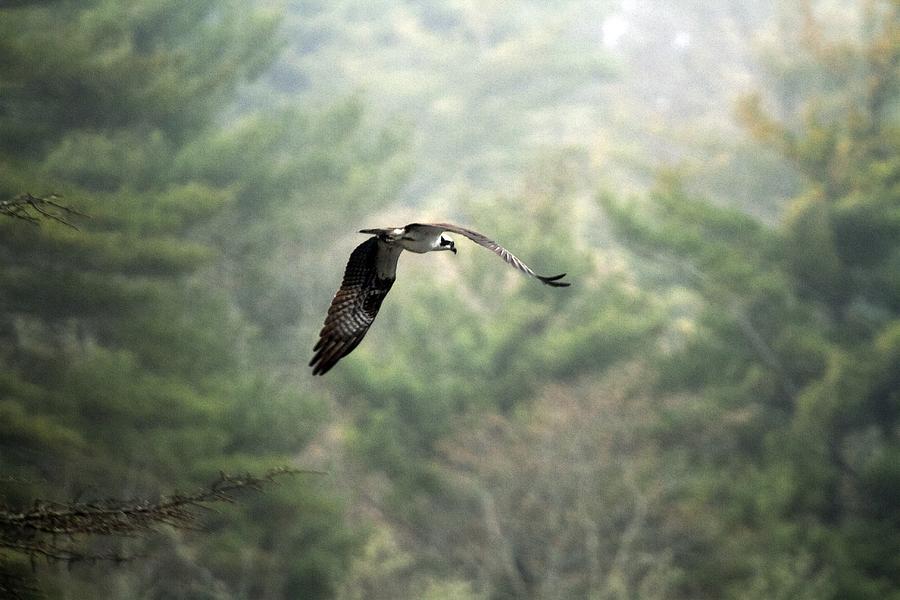 Nature Photograph - Osprey In The Pines by Constantine Gregory