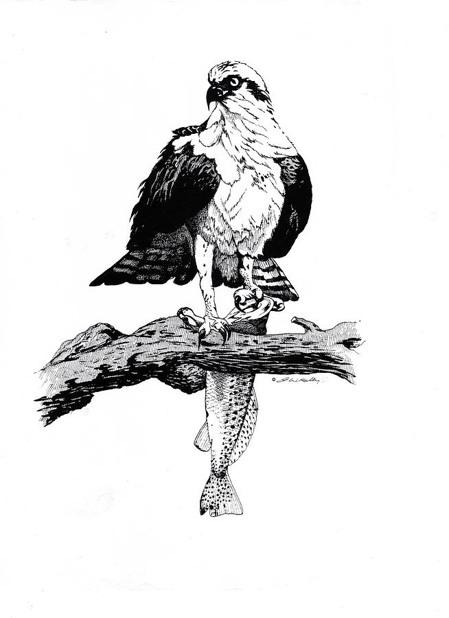 Osprey Drawing - Osprey by J W Kelly Osprey Drawing - Osprey by J W Kelly