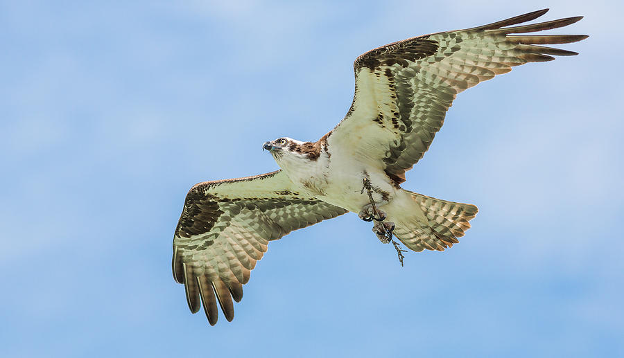 Osprey Photograph by Kevin Annala - Fine Art America