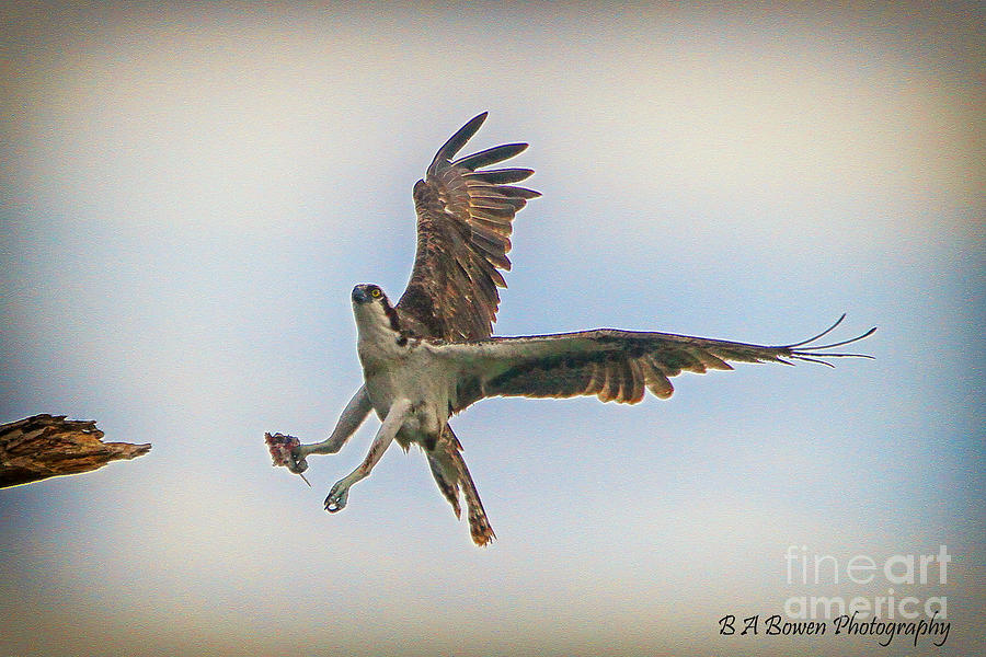 Osprey Landing Photograph by Barbara Bowen