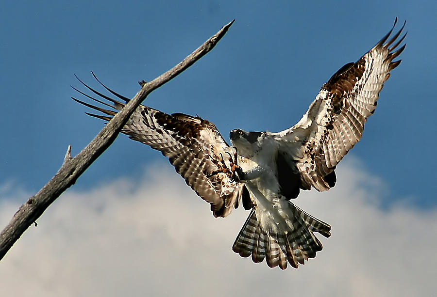 Osprey landing Photograph by Roger Becker