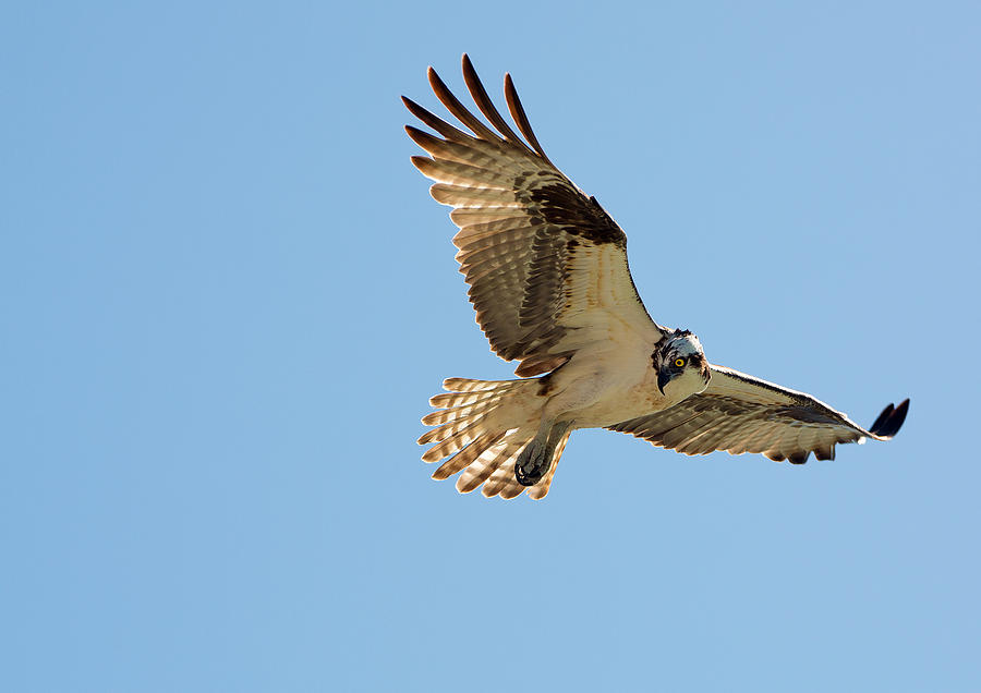 Osprey Lookback Photograph by Jack Nevitt