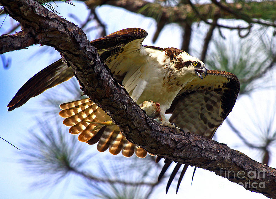 Osprey Meal Protection Photograph by Larry Nieland