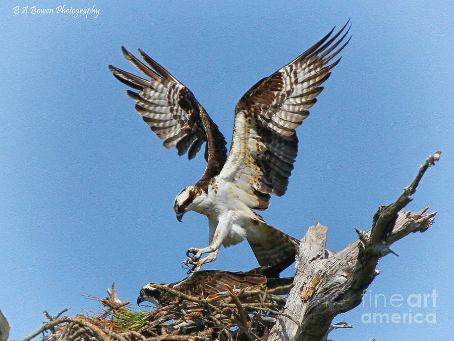 Osprey mating Photograph by Barbara Bowen
