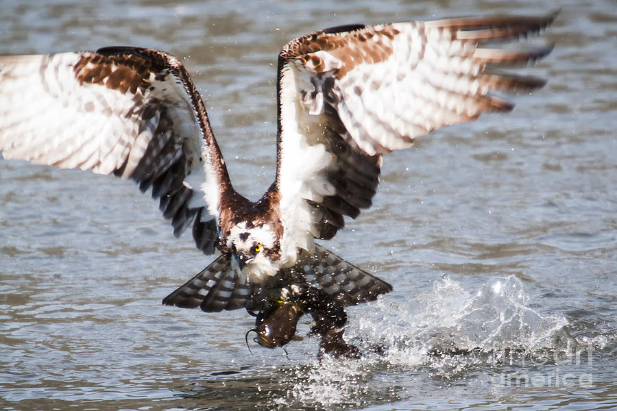 Nature Photograph - Osprey by Michael McStamp Nature Photograph - Osprey by Michael McStamp