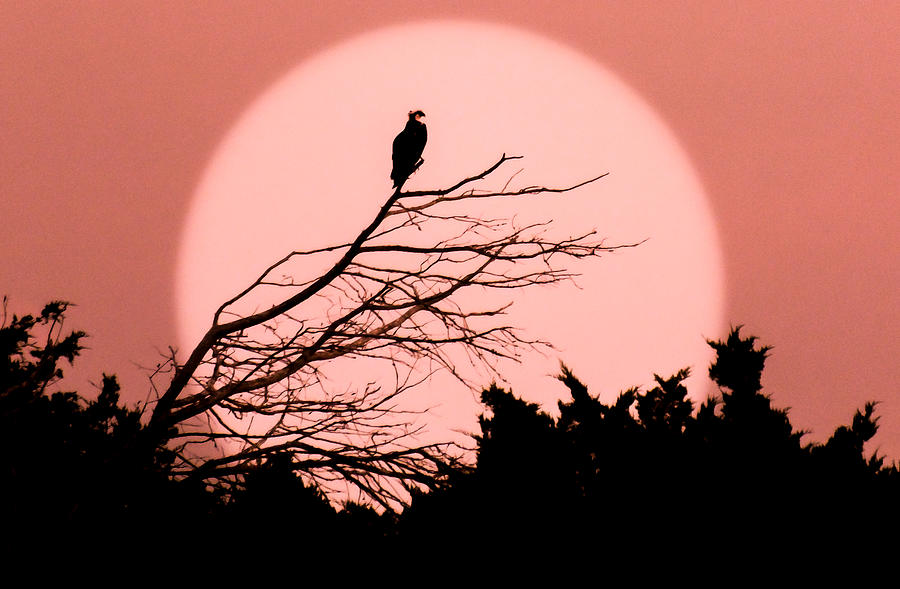 Osprey Moon Photograph by Karen Wiles
