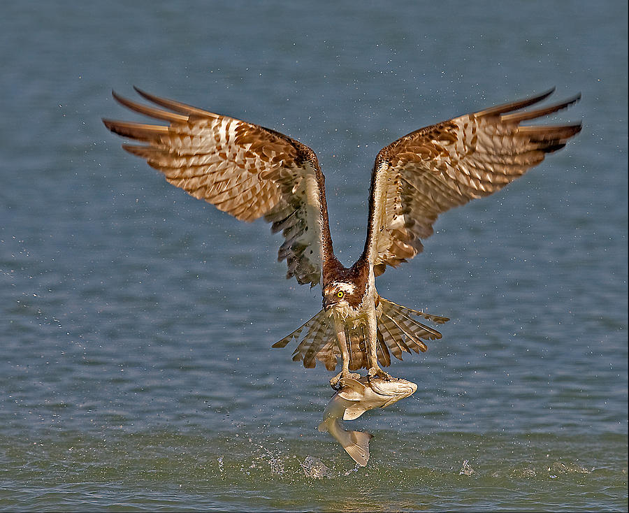 Osprey Photograph - Osprey Morning Catch by Susan Candelario