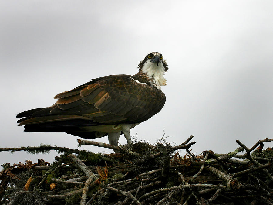 Osprey Nest Photograph by Anthony Jones