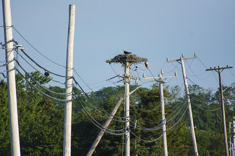 Osprey Nest At Top Of Utility Pole Photograph by Eunice Harris