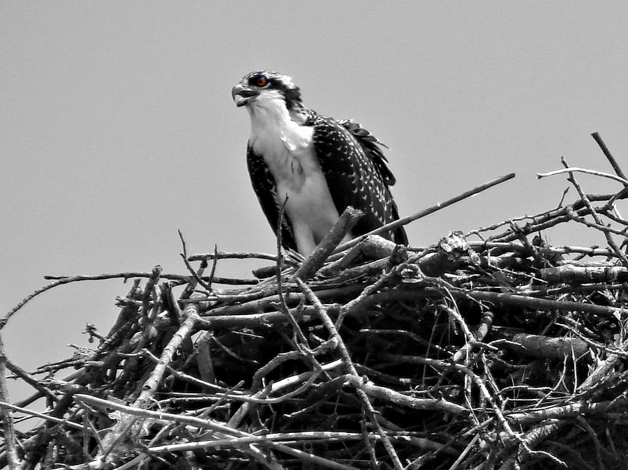 osprey nest removal