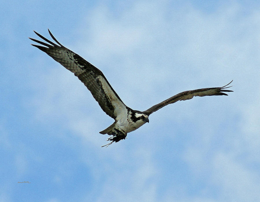 osprey nest building