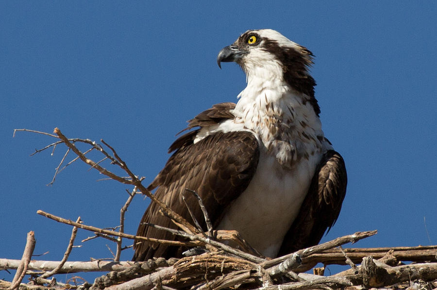 Osprey Nest Closeup Photograph by John Daly