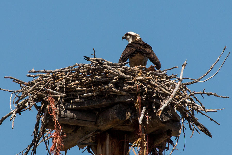 Osprey Nest Photograph by John Daly