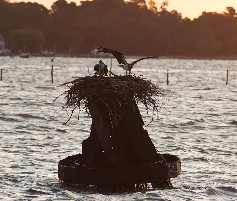 Osprey Photograph - Osprey Nest - Piney Point Maryland by Bill Cannon